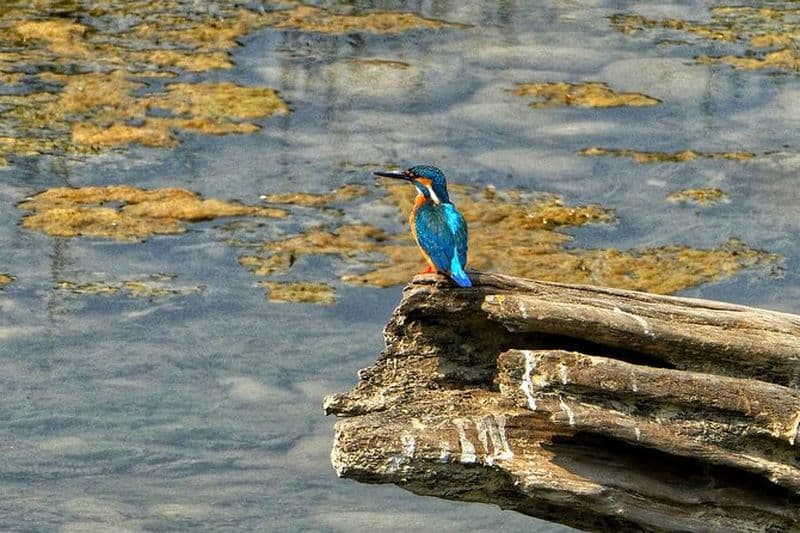 3 heures d'observation des oiseaux à Pokhara