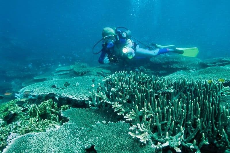 Bohol Balicasag Island Hopping avec observation des dauphins et déjeuner