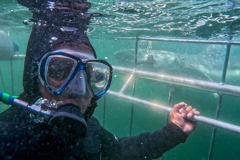 CapeTown: Expérience de plongée en cage aux requins avec la plongée sous-marine