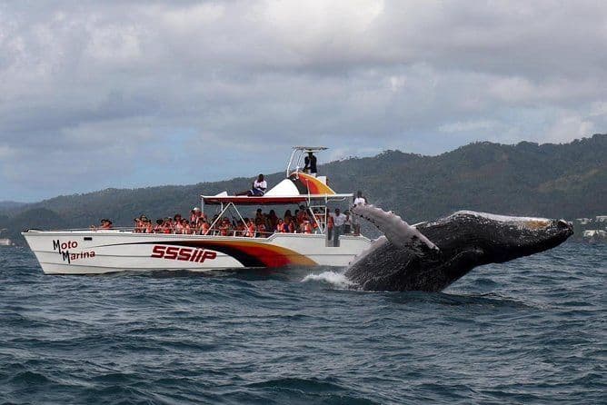 Excursion d'observation des baleines au départ de Saint-Domingue avec l'île Bacardi et déjeuner inclus