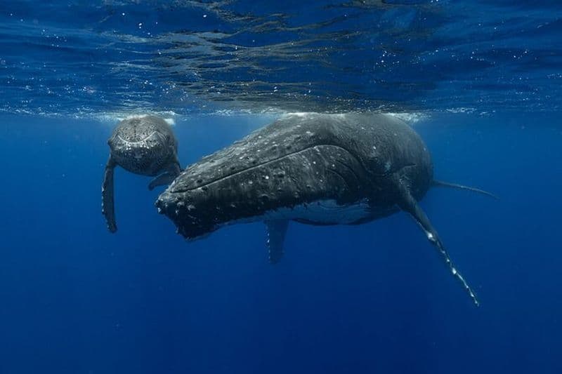 4 Heures de l'Observation des Baleines à Bosse à Tahiti