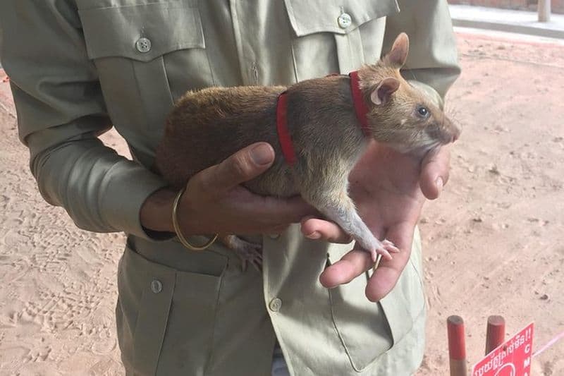 Billet Visite privée: HERO Rats & Angkor National Museum