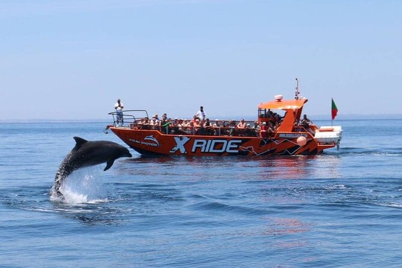 Croisière d’observation des dauphins et grottes