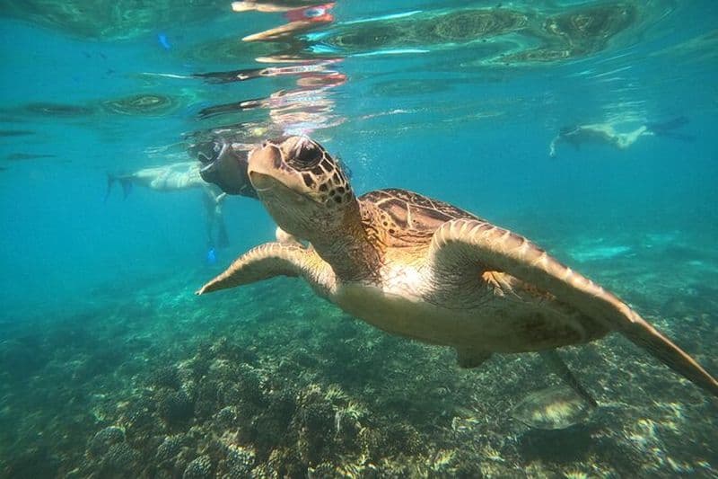 Excursions de plongée en apnée sur l'île de Daymaniyat