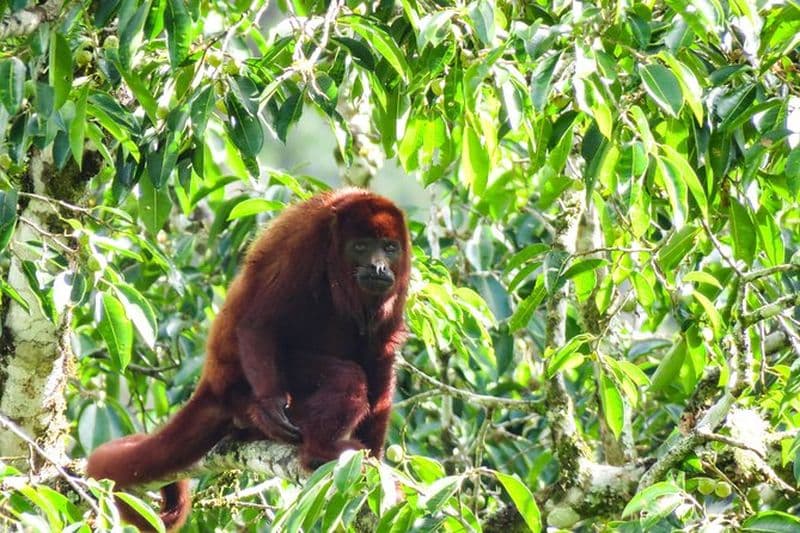 Galerie des singes et des oiseaux hurleurs