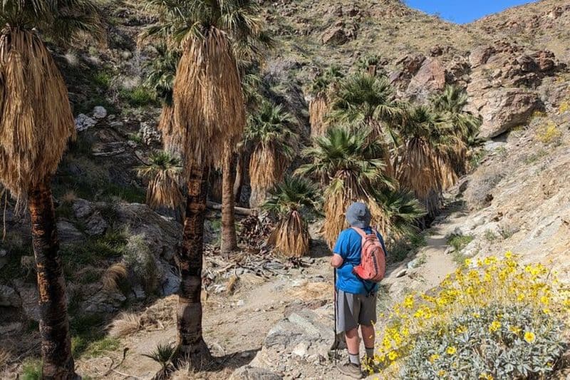 Randonnée à Palm Springs vers une oasis et une vue imprenable sur le désert