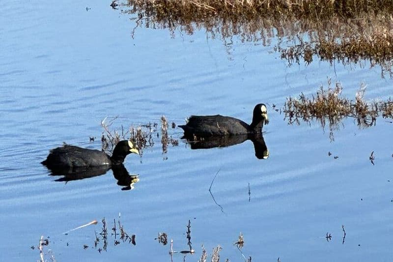 Observation des oiseaux des zones humides de Mantagua et des pingouins de l'île de Cachagua depuis Valpo