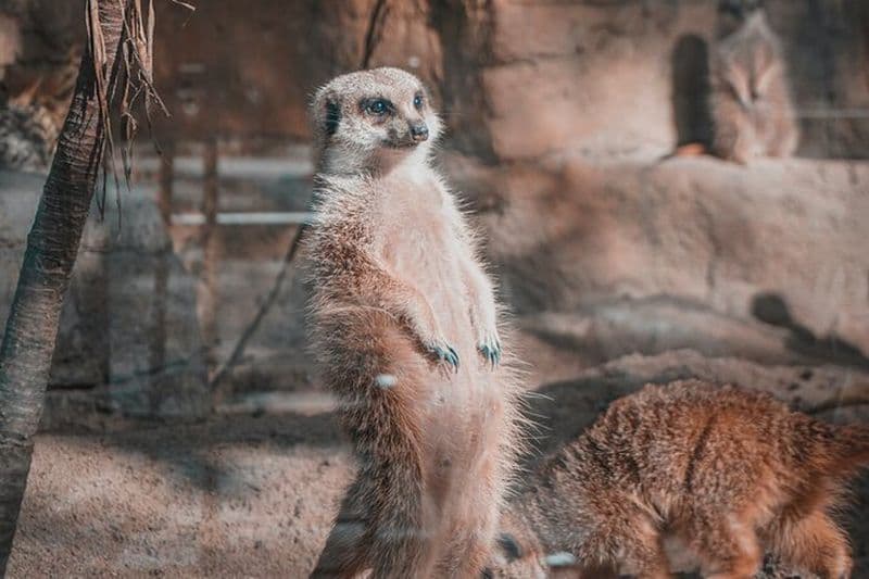 Zoo de Taipei et visite de la télécabine Maokong