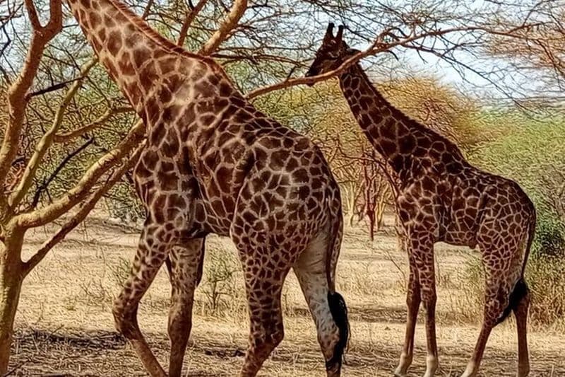 SAFARI DAKAR, LAC ROSE ET PARC BANDIA (minimum 2 participants)