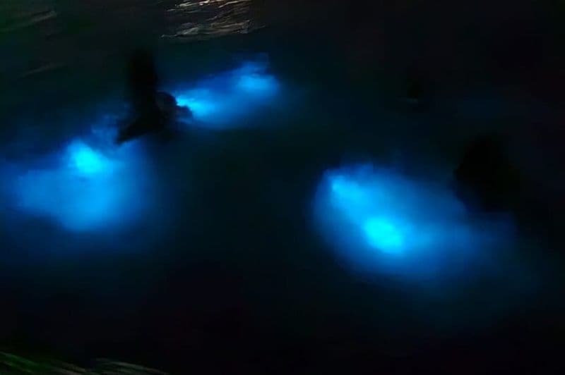 Visite nocturne du lagon lumineux et danse natation/feu au départ de Montego Bay