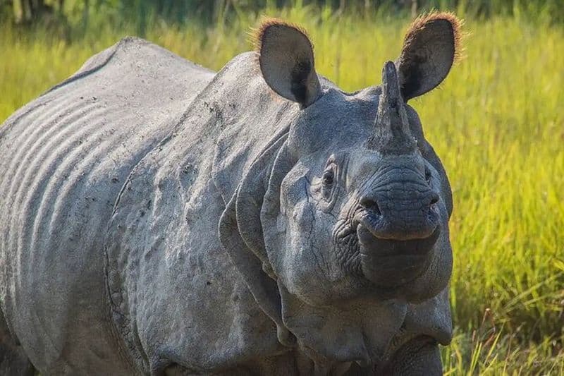 Chitwan Jungle Safari-All inclusive 3 jours Chitwan Tour