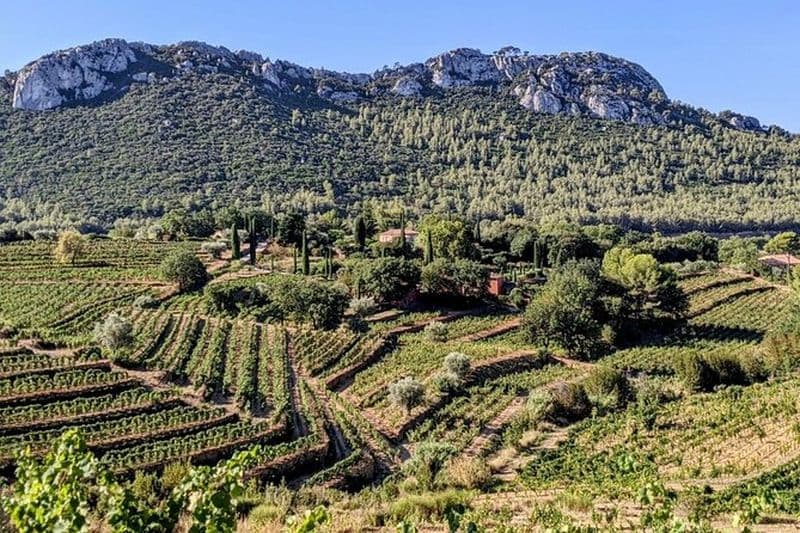 Visite Privée du Vignoble et Dégustation des Vins de Bandol