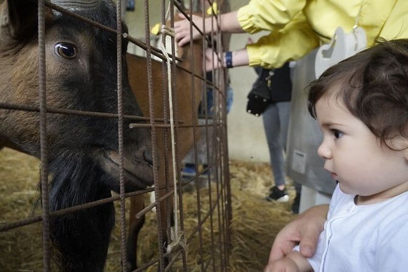 Visite et dégustation de fromages de chèvre à la ferme Anghiari