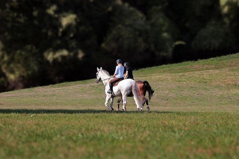 Excursion d'une journée : musée de l'huile d'olive et du vin avec déjeuner + équitation