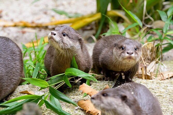 Expérience loutre au zoo de Melbourne - excl. entrée