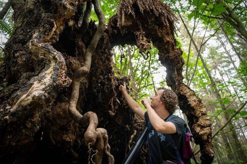 Visite à pied des arbres anciens de Vancouver