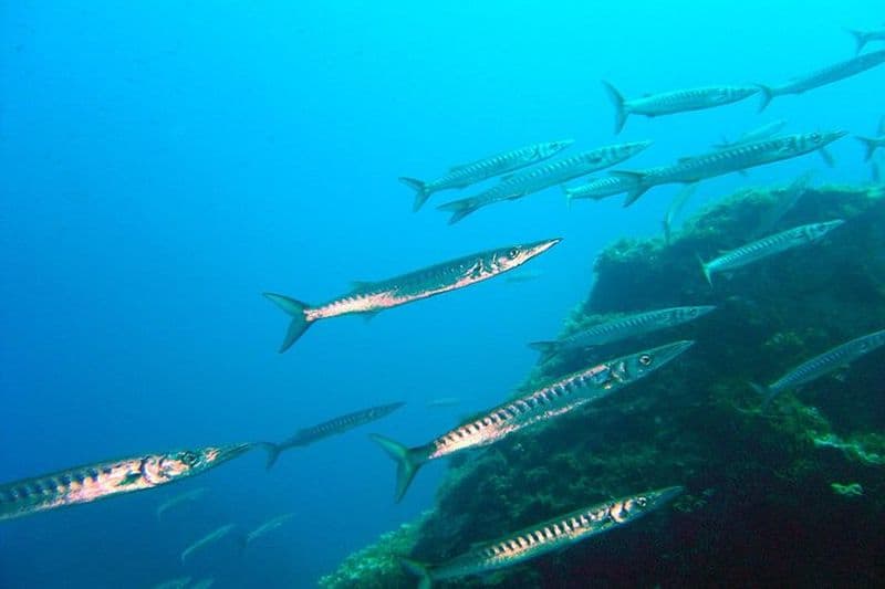 Plongée sous-marine avec 1 bouteille à Mykonos, pour plongeurs qualifié