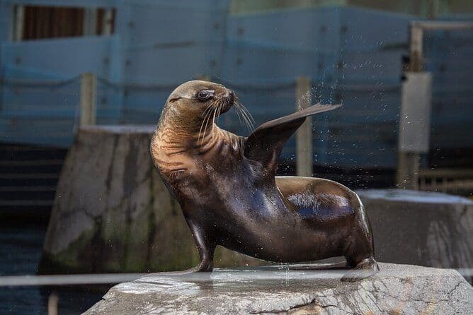 Expérience Seal au zoo de Melbourne - excl. entrée