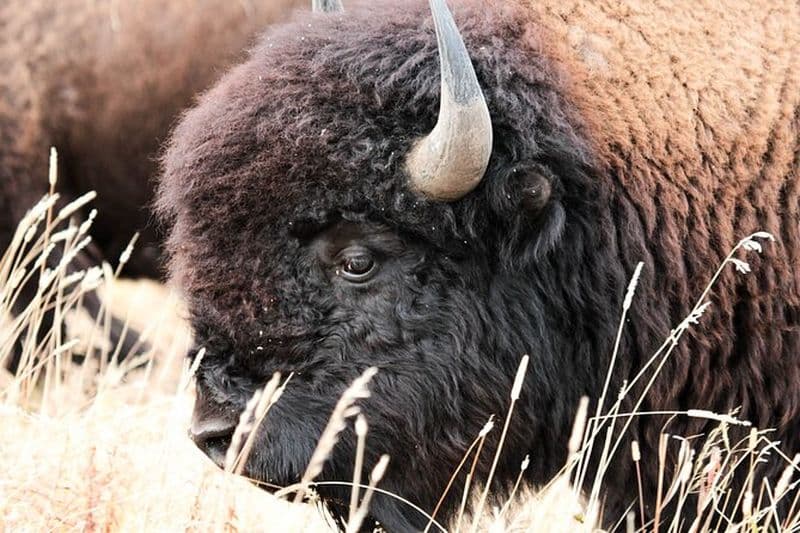 Safari du Grand Lac Salé - Découvrez l'île aux antilopes