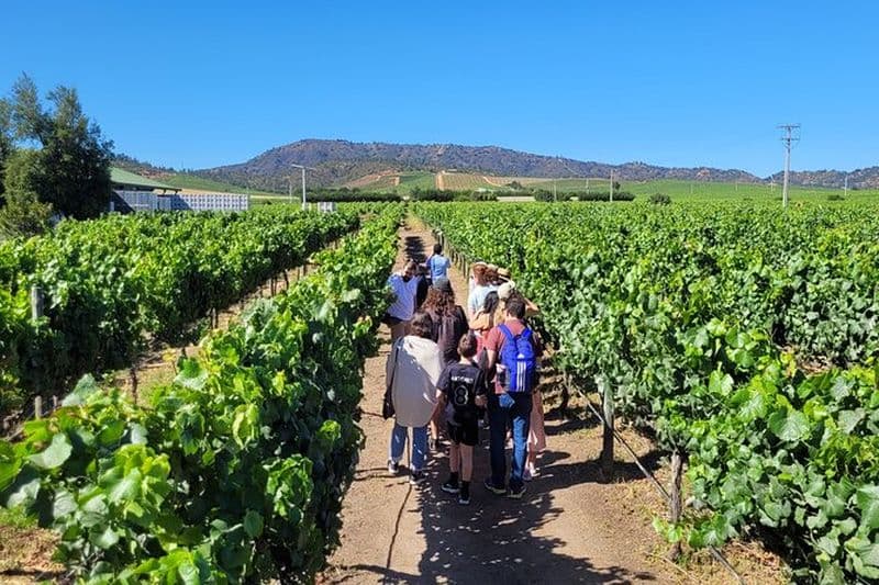 Visite des vins de Valparaiso à Casablanca
