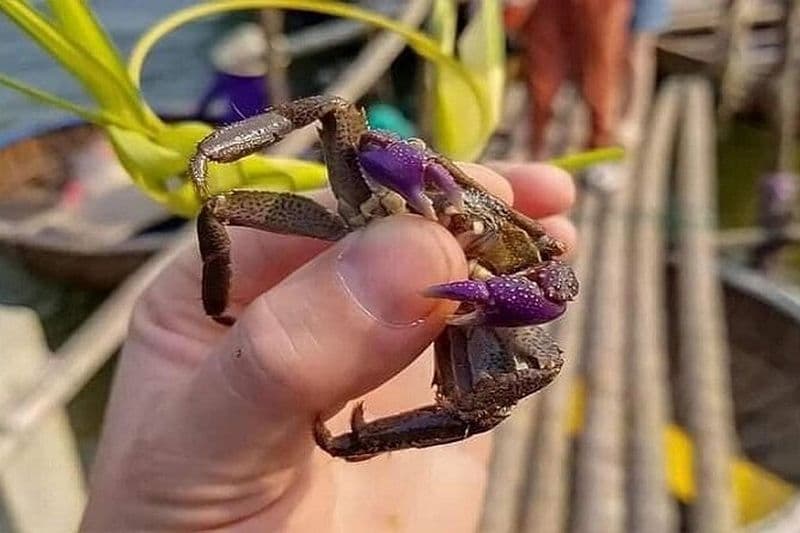 Excursion de pêche privée à Hoi An -