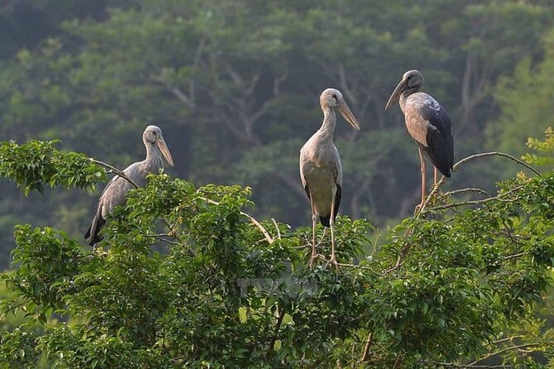 Observation des oiseaux d'une journée à Thung Nham et ancienne ville de Hoa Lu