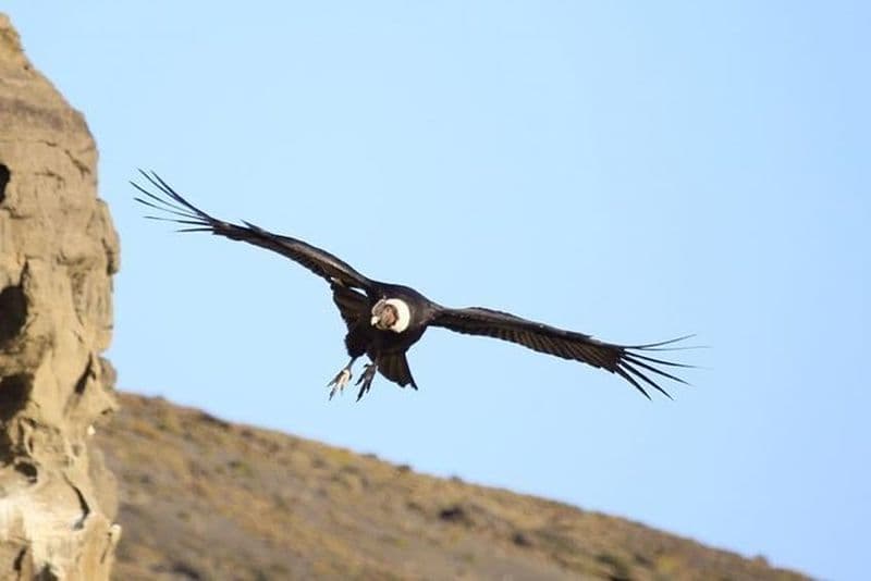 Excursion à terre : Observation des condors + déjeuners-croisières