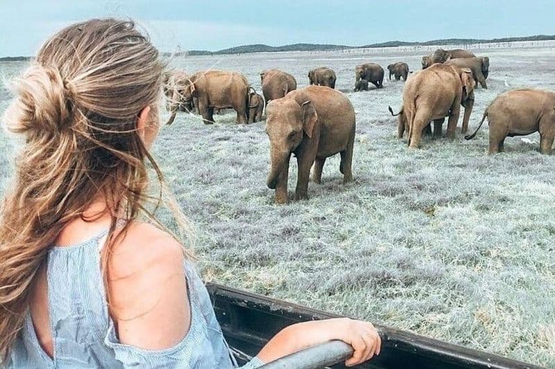 Kandy - Parc national du Minneriya et forteresse de Sigiriya Rock (visites et entrées)