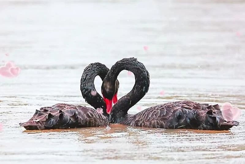 Visite privée en métro du zoo de Shanghai, de la vieille ville de Qibao et de la tour de Shanghai