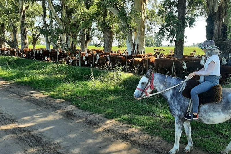 Expérience d'équitation à Carlos Keen