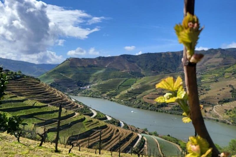 Visite privée du Douro avec vignobles familiaux et point de vue