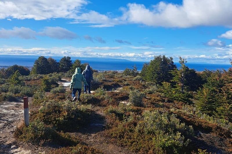 Randonnée privée dans la forêt de Patagonie à Punta Arenas : 4 heures
