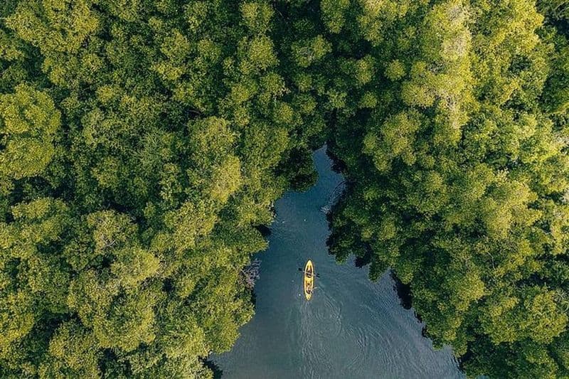 Kayak dans la mangrove au lever du soleil sur la rivière Madu