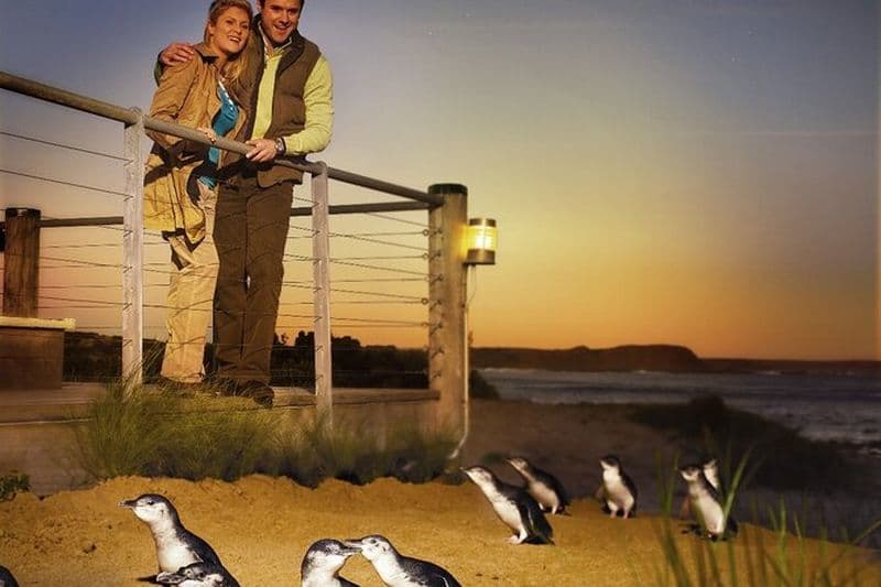 Billet Phillip Island et Penguin Parade Après-midi Eco Tour au départ de Melbourne