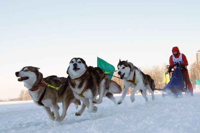 Traîneau à chiens d'une journée, visite du parc national de Terelj et de la statue de Chenggis Khaan.