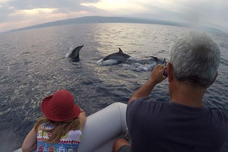 Observation et conservation des dauphins - Dauphins dans le golfe de Catane