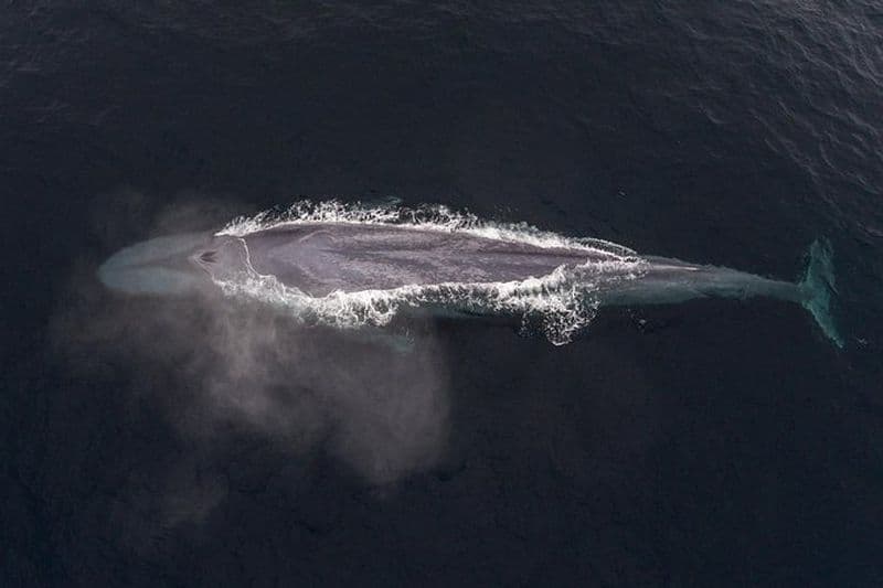 Excursion de 4 heures d'observation des baleines au départ de Monterey