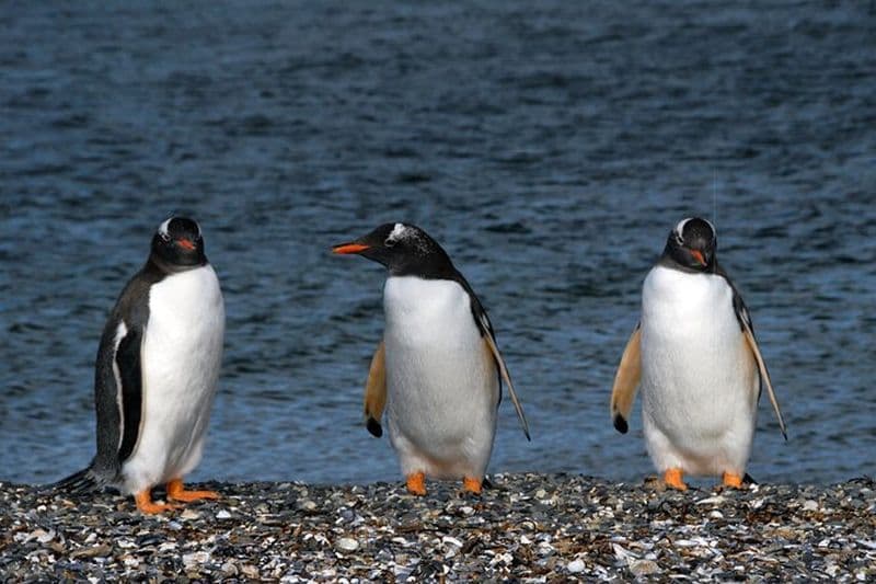 Tour en catamaran à travers le canal de Beagle et les pingouins à Isla Martillo