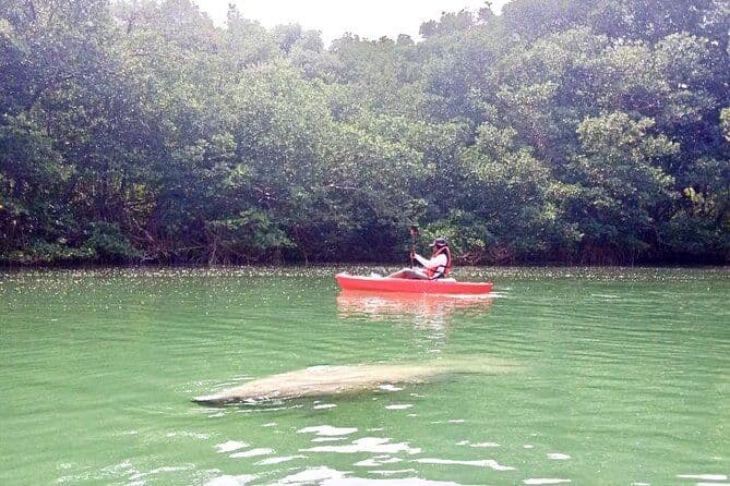 Visite guidée en paddle de la saison des lamantins au départ de Virginia Key