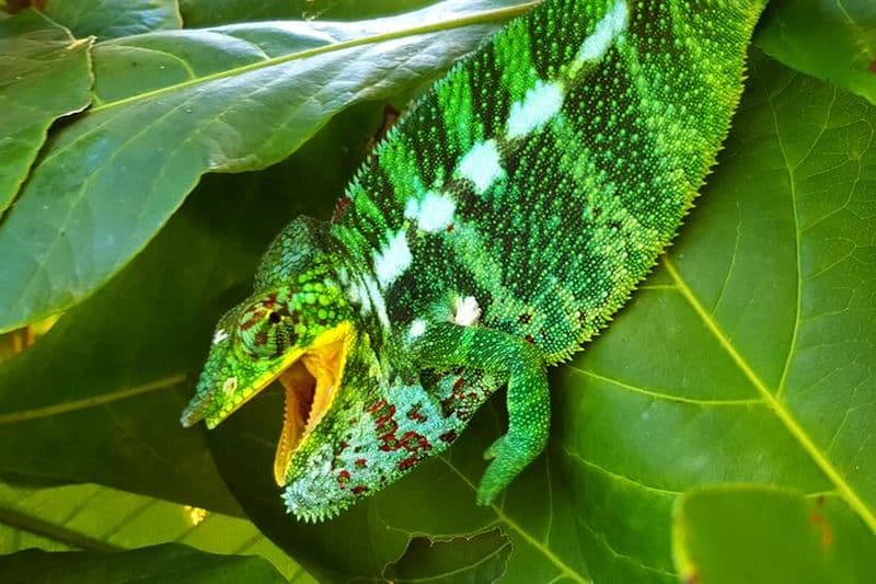 Randonnée d'une journée dans la jungle à Nosy Komba (île des lémuriens) avec le sanctuaire des lémuriens noirs