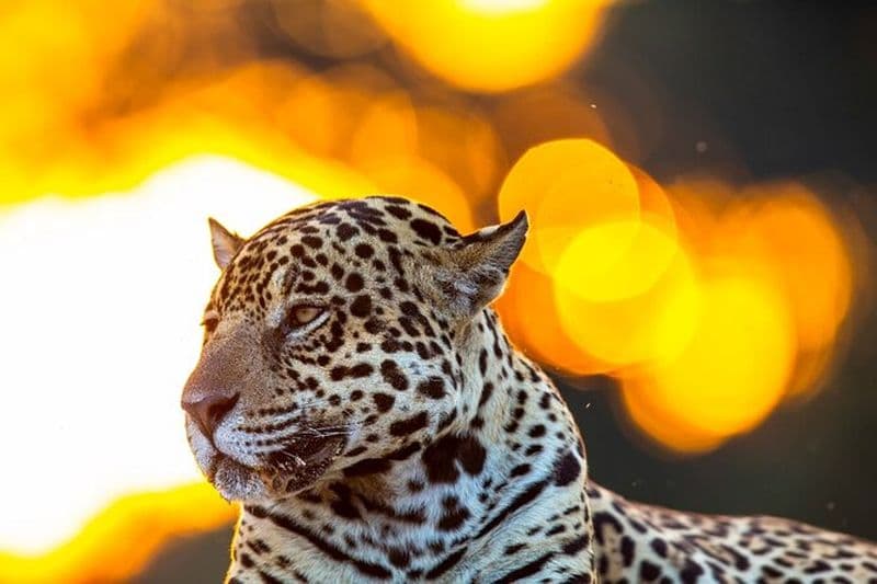 Safari Pantanal et Jaguar de 6 jours au départ de Cuiaba
