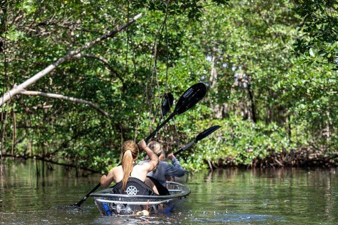Excursion en kayak clair à North Miami Beach - Tunnels de mangrove