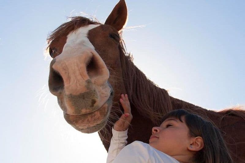 Transformer l'expérience avec les chevaux Connectez-vous et profitez-en