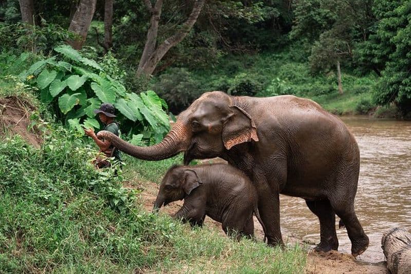 Sanctuaire d'éléphants de Chiang Mai, rafting en bambou et visite des cascades