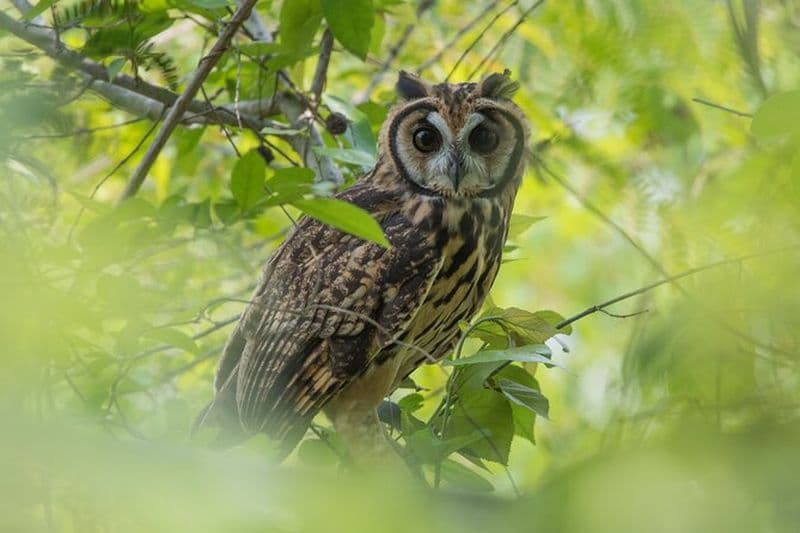 Observation des oiseaux dans la forêt tropicale sèche