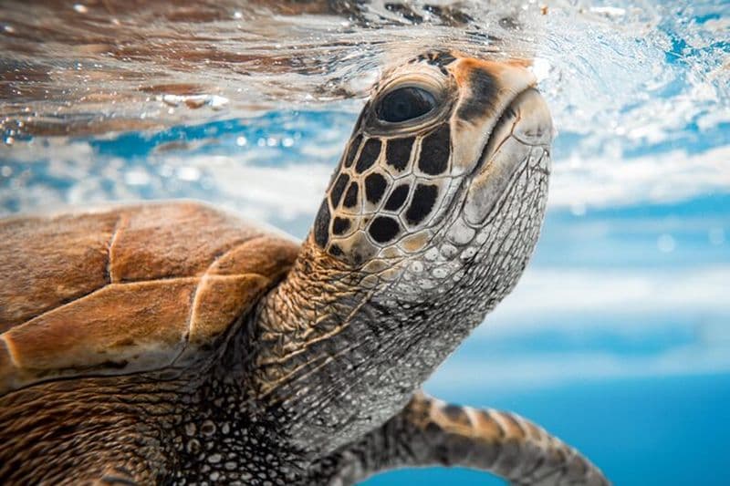 Visite des tortues des îles Cook