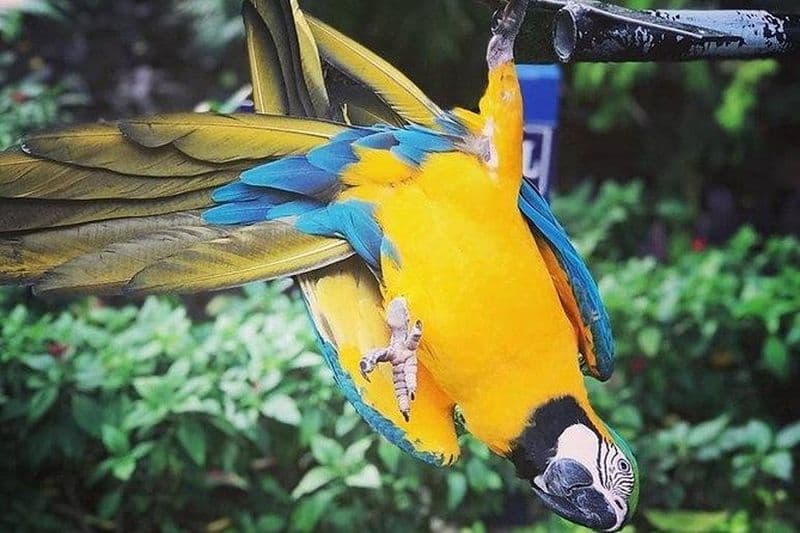 Visite du sanctuaire d'oiseaux de Rockland [Transport] Prise en charge à l'hôtel