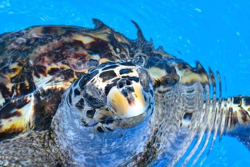 Trek des tortues de mer et points forts de leur habitat. Une journée sur la côte nord.