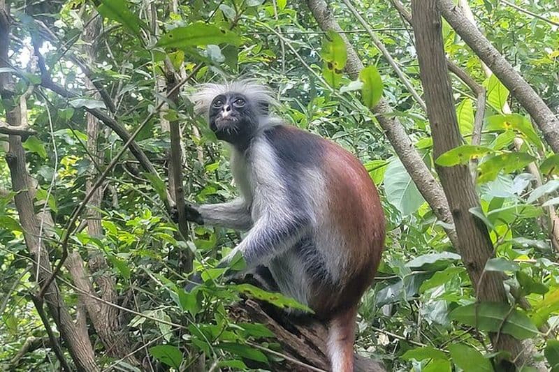 Jozani Forest Kuza Cave Paje Beach and the Rock Restaurant