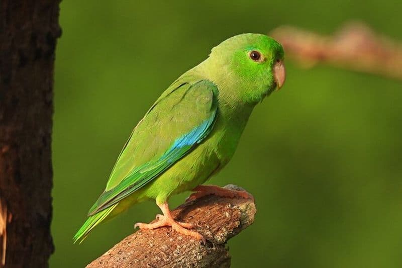 Excursion d'observation des oiseaux Repérez des oiseaux endémiques dans la forêt près de Carthagène